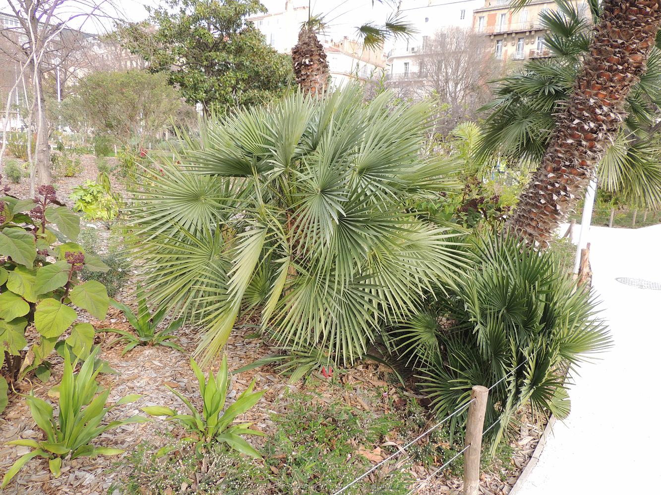 44a Cycas du Japon 3.JPG -           